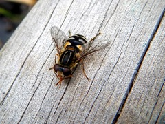 Parhelophilus rex