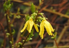 Forsythia viridissima