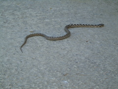 Elaphe quatuorlineata