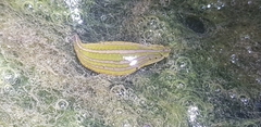 Whitmania edentula