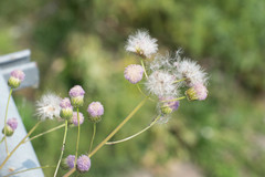 Cirsium japonicum