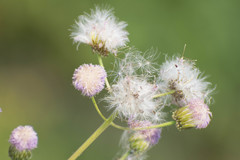 Cirsium japonicum