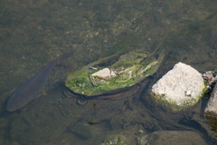 Cyprinus carpio