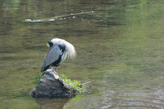 Ardea cinerea