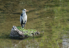 Ardea cinerea