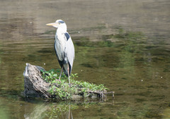 Ardea cinerea