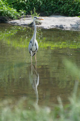 Ardea cinerea