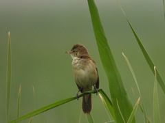 Acrocephalus orientalis
