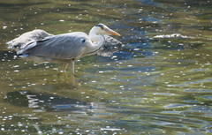 Ardea cinerea