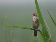 Acrocephalus orientalis