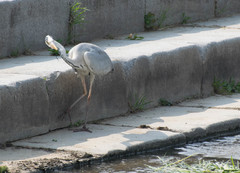 Ardea cinerea