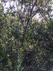 Prunus ilicifolia ilicifolia