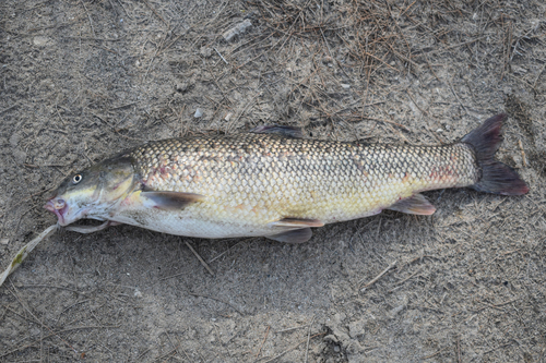 Bulatmai barbel (Luciobarbus capito) — Cyprinidae