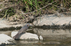 Hypsipetes amaurotis