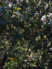 Prunus ilicifolia ilicifolia