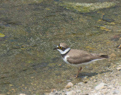 Charadrius dubius