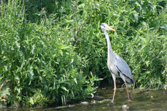 Ardea cinerea