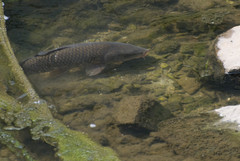 Cyprinus carpio