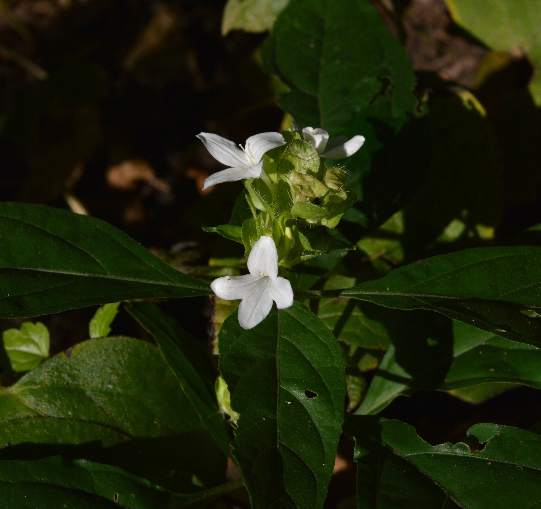 Yeatesia viridiflora