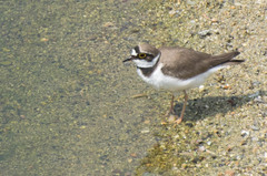 Charadrius dubius