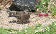 Streptopelia orientalis