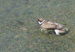 Charadrius dubius