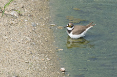 Charadrius dubius