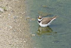 Charadrius dubius