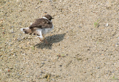 Charadrius dubius
