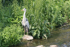 Ardea cinerea