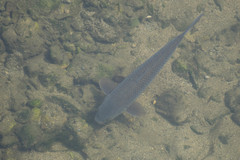 Cyprinus carpio