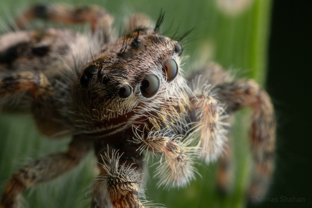 Putnam's Jumping Spider in May 2024 by Thomas Shahan · iNaturalist