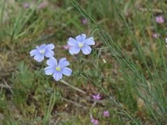 Linum perenne