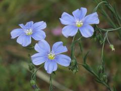 Linum perenne