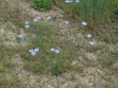 Linum perenne