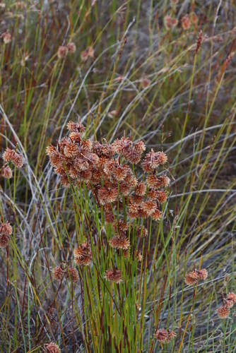 Image of Staberoha aemula by (c) Tony Rebelo, some rights reserved (CC BY-SA)