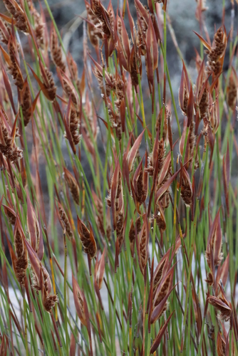 Image of Milky Fountainreed (Cannomois primosii) by (c) Tony Rebelo, some rights reserved (CC BY-SA)