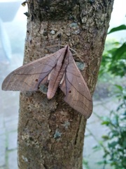 Marumba cristata bukaiana