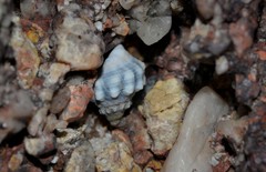 Nodilittorina pyramidalis