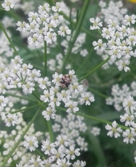 Anthrenus picturatus