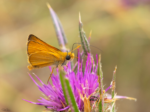 Lulworth Skipper