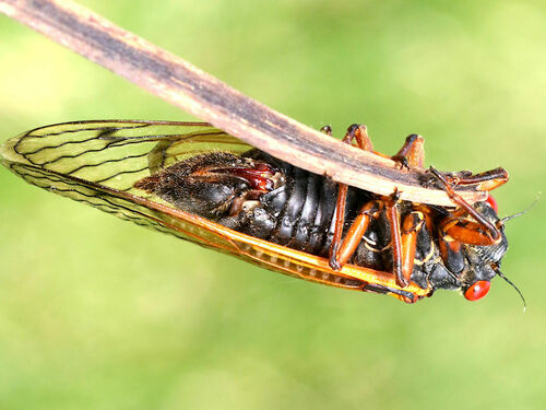 Cassin's 17-year Cicada