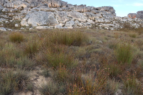 Image of Cannomois primosii by (c) Tony Rebelo, some rights reserved (CC BY-SA)