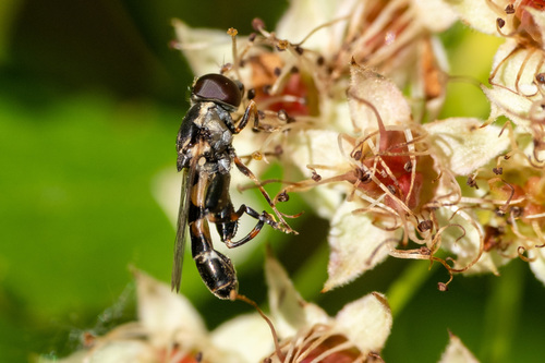 Thick-legged Hover Fly photo 4