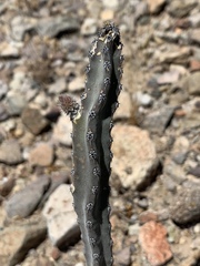 Peniocereus greggii