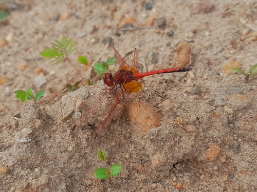 Red-veined Dropwing