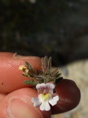 Chaenorhinum