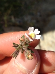 Chaenorhinum