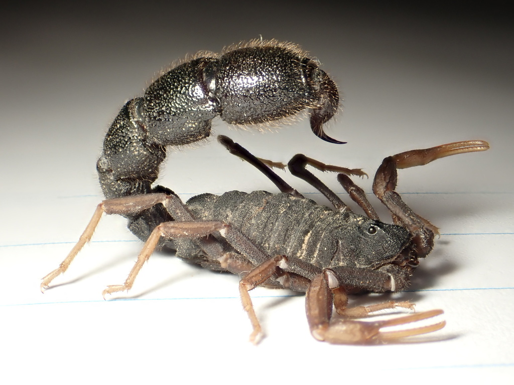 Orthochirus gantenbeini