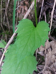 Phyteuma ovatum pseudospicatum